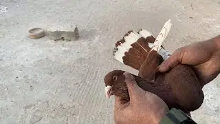 صيد اليوم وكش 8 طيور جداد 😳😳