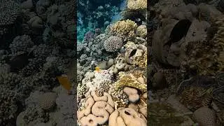 Orange lined Trigger fish 🐟 Red Sea 🌊 Coral reef 🪸 Egypt 🇪🇬 #nature #fish #scubadiving