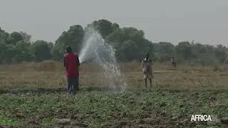 Eritea : 5.2 million tree seedlings planted in 2023