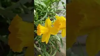 Они все таки расцвели....