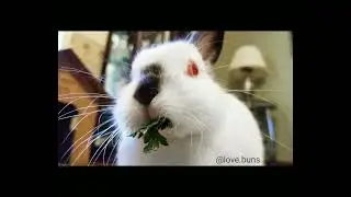 Snowbelle's first Gotcha Day June 2021