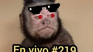 Clash Royale #219 en vivo #clashroyale #trending #viral #dalimsharma #viralvideo #gaming #gameplay 