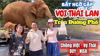 Bất ngờ gặp 2 Mẹ con Voi trên đường khi đi xuyên Bắc Thái Lan cùng a chị Duy - Nisa
