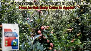 How to get Big Size Apple and Early Color in Apple || Magray Orchards