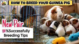 Guinea Pig || How to breed your New Guinea pig pair.