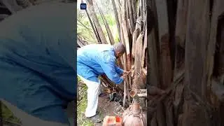 Palmwine extraction in Mankon