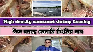 High density vannamei shrimp farming ।।। উচ্চ ঘনত্বে ভেনামি চিংড়ি চাষ