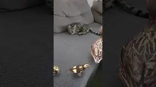 FINALLY! A Sound to Attract Cat That WORKS! ✨