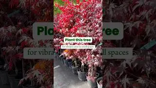 Bloodgood Japanese Maple Tree | Fast Growing Trees #fastgrowingtrees #japanesemaple #shadegarden