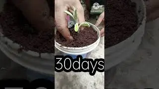 Best way to grow apple ber at home//Tips grow apple ber supper fast from the tops off#short#ber