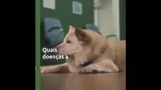 Quais doen&ccedil;as a fisiatria veterin&aacute;ria pode tratar?