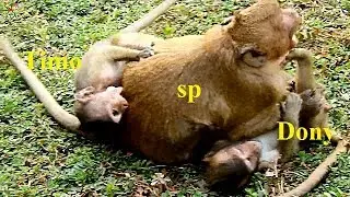 Amazing Poor Baby Timo Bite Sweet Pea | Donny Kick Mouth Sweet Pea | They are Play so Lovely