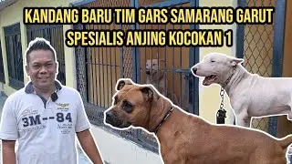 ANJING SPESIALIS KOCOKAN NO 1 PAK GUNGUN TIM GARS SAMARANG ‼️