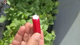 Radis flamboyant الفجل الاحمر المتوهج