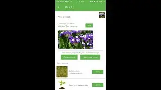 PlantSnap identifies a Wavyleaf Sea Lavender (Limonium sinuatum)