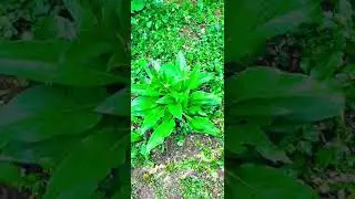 Consoude 1 er ann&eacute;e (riche en potasse en azote et en bore)&nbsp;vitamines et hormones naturelles 😍