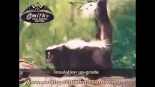 Smiths Wild Animal Control - Cookeville TN