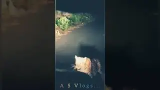 A Angry Leopard attacked a Car..
