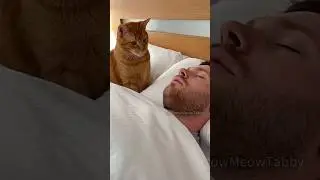 oh my god what did this cat just do#funny #funnyvideos  #comedy #funnycat #trending #entertainment