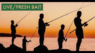 Knots & Traces Tutorial pt.1: What I use for Freshbait/Livebait