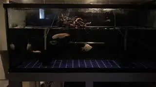 Huge Albino Arowana Archer Fish Paludarium