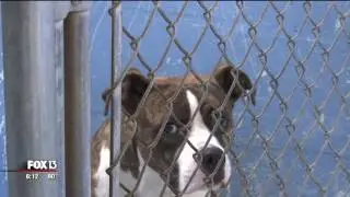 SPCA Suncoast faces closure without donations (6-27-17)
