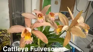 AN ORCHID A DAY EPISODE 788 Cattleya Fulvescens #fragrantflowers #orchidhybrid