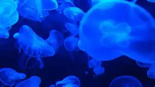 Cute (Animals) | Free Background Music | Free-Safe Vlog Music | No Copyright Music | 4KUL | Video