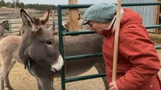 One Month at Famous Shamus Farm