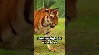 5 Fascinating Facts About Tigers. #WildlifeFacts #EndangeredSpecies #BigCats #shorts #ytshorts