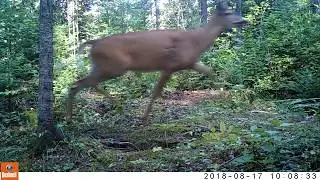 bucks galore