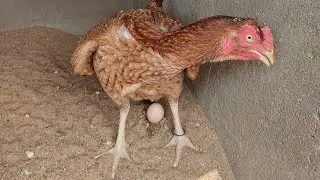 Aseel Hen Laying Egg