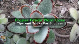 Proper Panda Plant Care: Tips And Tricks For Success