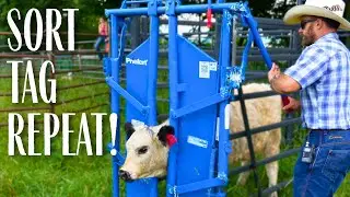 From Chaos to Order: Sorting Cattle and Sheep on a Small Farm