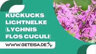 Kuckucks Lichtnelke | Lychnis flos cuculi im Teichpflanzenckeck