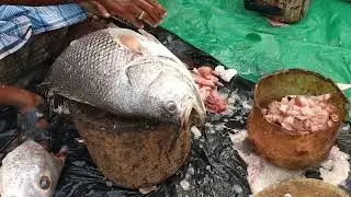 clean  cutting kaikural big fish 25kg