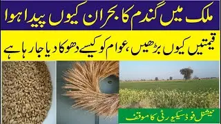 Gandum Ka Buhran Understanding the Impact and Solutions for the Wheat Crisis