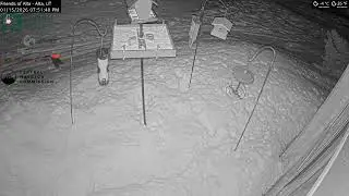 2026-01-15 - Day - Friends of Alta - Alta, UT - Live Stream Bird Feeder Cam (FiRN)