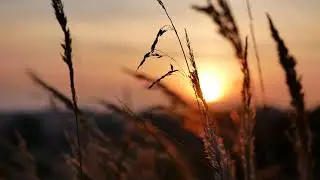 Beautiful Evening, Evening Landscape, Sunset, Dusk, Background video, 4k, VJ Loop, Video Footage