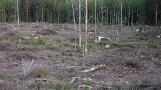 R&auml;vskall och myggor
