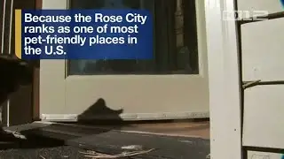 Pet friendly Portland