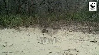 Hurones curiosos captados por cámaras trampa