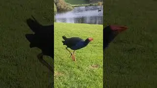 Swamphen Sounds