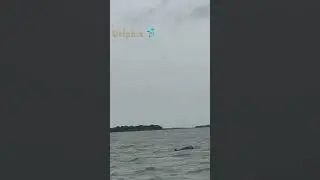 #chilka #dolphin #travel#sea #love