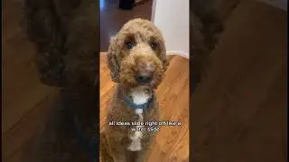 He has a smooth brain✨#smoothbrain #goldenpupppy #cuteanimal #youtubeshorts #goldenpup #cutepet#cute