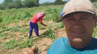 AQUI LIMPANDO MATO NA RO 👏