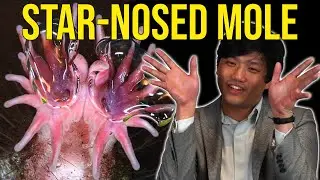 How to Smell Underwater with the Star-Nosed Mole