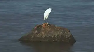 AERIAL ANIMALS #trending #animals #animal #hewan #viral 