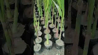 aricanut plants available #farming #agarwood #rose #seeds #plants #nursery #agarwood #tumeric