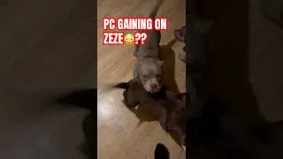 Zeze GOT COMPETITION￼👀#funny #americanbully #puppies #viral #pup #puppy#pups #pup #bullybreed